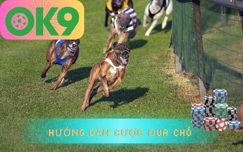 HƯỚNG DẪN ĐUA CHÓ OK9